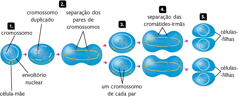 Esquema com ilustrações em sequência das 5 etapas de divisão celular. Na etapa 1, uma célula com formato de esfera, dentro, uma estrutura circular, o envoltório nuclear, com quatro filamentos, dois azuis e dois rosas, os cromossomos. Abaixo, fora do envoltório nuclear, duas estruturas com formato de pequenos tubos, com quatro pequenas linhas laterais em cada. Uma seta aponta para a etapa 2. A estrutura tem formato oval, e o envoltório nuclear está segmentado, e dentro, quatro cromossomos duplicados, com formato da letra X. Na parte inferior, os tubos pequenos se afastam e entre eles, três linhas curvas. Uma seta aponta para sequência da etapa 2. A célula está esticada, com duas regiões arredondadas nas extremidades, e a parte central entre elas estreita. Nos cromossomos há a seguinte indicação: separação dos pares de cromossomos. Há dois azuis na parte superior e dois rosas na parte inferior. Os pequenos tubos estão um em cada lado, com duas linhas passando entre eles. Cada linha passa por um par de cromossomos da mesma cor. Duas setas apontam para a etapa 3, em que há a formação de duas células iguais. Elas têm formato oval e dentro está o envoltório nuclear, com um cromossomo duplicado em forma de X azul e outro rosa. Abaixo, fora do envoltório nuclear, dois tubos pequenos e entre eles, três linhas curvas. De cada célula sai uma seta apontando para a etapa 4. Cada célula está esticada, com duas regiões arredondadas nas extremidades e a parte central estreita. As estruturas em formato de letra X passam a ter formato de letra V, ficando uma estrutura azul e uma estrutura rosa de cada lado. Em cada estrutura com formato de V está indicado: separação das cromátides-irmãs. Os tubos pequenos estão um em cada lado, com duas linhas entre eles. Cada linha passa por um par de cromossomos da mesma cor. De cada célula esticada sai uma seta apontando para duas células, com a indicação da etapa 5. Formam-se quatro células iguais, ind