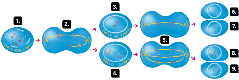 Esquema com ilustrações em sequência da divisão celular com alterações cromossômicas. Indicado com o número 1, uma célula com formato oval, e o envoltório nuclear segmentado, e dentro, quatro cromossomos duplicados, com formato da letra X. Na parte inferior, dois tubos pequenos afastados, e entre eles, três linhas curvas. Uma seta aponta para sequência com uma estrutura indicada pelo número 2: a célula está esticada, com duas regiões arredondadas nas extremidades, e a parte central entre elas estreita. Há dois cromossomos rosas na parte superior, cada um de um lado da célula, e na parte inferior dois cromossomos azuis, ambos em apenas um lado da célula. Os tubos pequenos estão um em cada lado, com uma linha passando entre eles e os cromossomos rosas em cima. Também há uma linha na parte inferior, com os cromossomos azuis em cima, mas esta linha está ligada a apenas um dos tubos pequenos. Desta célula saem duas setas, uma apontando para cima, para a estrutura marcada com o número 3, e outra seta apontando para baixo, para estrutura marcada com o número 4. A estrutura número 3 tem formato oval, e dentro um envoltório nuclear com um cromossomo duplicado em forma de X rosa. Abaixo, fora do envoltório nuclear, dois tubos pequenos e entre eles três linhas curvas. A estrutura número 4 é parecida, porém ela possui três cromossomos duplicados em forma de X, um rosa e dois azuis. Cada uma dessas estruturas tem uma sete apontando para células marcadas com o número 5. Elas são esticadas, com duas regiões arredondadas nas extremidades e a parte central estreita. As estruturas em formato de letra X passam a ter formato de letra V. Na célula originada da estrutura número 3, há duas estruturas em forma de V rosas, uma em cada lado, da célula. Os tubos pequenos estão um em cada lado, com uma linha entre eles e as estruturas em forma de V em cima dela.  A célula originada da estrutura número 4 tem 6 estruturas em forma de V, quatro azuis e 