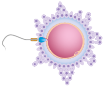 Ilustração do espermatozoide com a extremidade arredondada em contato com as camadas do ovócito.