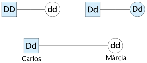 Ilustração de um heredograma com formas geométricas e linhas. Do lado esquerdo, há uma linha horizontal entre um quadrado com fundo azul, com os alelos D D (dois dês maiúsculos), e um círculo branco com os alelos d d (dois dês minúsculos). Da linha entre eles parte uma linha vertical que chega a um quadrado com fundo azul, Carlos, com os alelos D d (um dê maiúsculo e um dê minúsculo). Do lado direito, há uma linha entre um quadrado com fundo azul, com os alelos D d (um dê maiúsculo e um dê minúsculo), e um círculo com fundo azul com os alelos D d (um dê maiúsculo e um dê minúsculo). Da linha entre eles parte uma linha vertical que chega a um círculo branco, Márcia, com os alelos d d (dois dês minúsculos). Há uma linha horizontal entre Carlos, do lado esquerdo, e Márcia, do lado direito.