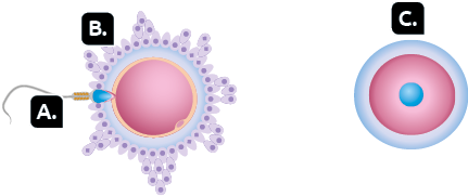 Ilustração. Marcado com a letra A, um espermatozoide, estrutura com cabeça na extremidade direita e cauda na outra extremidade. Ele está localizado na borda da estrutura B. Marcado com a letra B, um ovócito, estrutura com duas camadas circulares no interior, onde o espermatozoide está em contato. Na sua parte externa, apresenta várias formas ovais com uma bolinha no interior. Marcado com a letra C, um zigoto, estrutura composta por uma camada ao redor de uma esfera, contendo uma bolinha em seu interior.