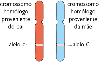 Ilustração de dois cromossomos lado a lado. À esquerda, um cromossomo homólogo proveniente do pai, representado por um bastão vermelho cilíndrico com uma parte superior menor e uma parte inferior maior, com uma constrição entre elas. Na parte inferior há uma faixa clara indicando o alelo 'c', com um 'c' minúsculo. À direita, um cromossomo homólogo proveniente da mãe, representado por um bastão azul cilíndrico com uma parte superior menor e uma parte inferior maior, com uma constrição entre elas. Na parte inferior, na mesma altura do bastão vermelho, há uma faixa clara indicando o alelo 'C', com um 'C' maiúsculo.