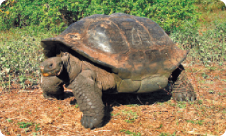 Fotografia de uma tartaruga de grande porte, coloração escura, patas robustas, com grande carapaça curva, em meio à vegetação.