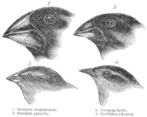 Ilustrações da cabeça de quatro pássaros com escritos abaixo delas. Na primeira linha, à esquerda, pássaro com bico curto e largo, e à direita, pássaro com a parte inferior do bico mais fino. Na segunda linha, à esquerda, pássaro com bico curto e pontiagudo, e à direita, com bico mais fino e pontiagudo.
