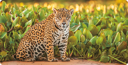 Fotografia de uma onça-pintada sentada, animal quadrúpede de corpo robusto, pelagem amarela com manchas pretas e cabeça mais larga. Ela está em um local com bastante vegetação verde.