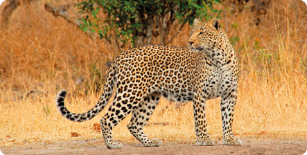 Fotografia de leopardo-africano, animal quadrúpede robusto de pelagem amarela com manchas pretas e cabeça mais fina. Ela está em um local com pouca vegetação, rasteira e amarelada.