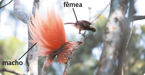 Fotografia de duas aves sobre um galho, a fêmea, com penas escuras e bico claro, e o macho, com as asas abertas e com uma plumagem avermelhada volumosa.