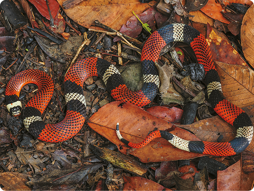 Fotografia de uma cobra sobre superfície de terra em meio a folhas. Seu corpo tem um padrão de sequência de listras coloridas que se repetem com as seguintes cores: preta, branca, preta e uma listra larga vermelha.