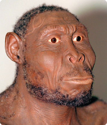Fotografia de uma representação do ombro para cima de um Homo rudolfensis, com cabelo e barba curtos e pretos, pele escura, os ossos do maxilar proeminentes, olhos castanhos, nariz pequeno e lábios finos.