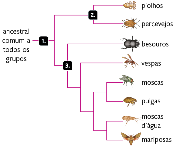 Esquema com textos e ilustrações. À esquerda na primeira linha, o número 1, com o seguinte texto: ancestral comum a todos os grupos. A linha se divide em duas, indo aos números 2 e 3. A linha do número 2 se divide em duas: piolhos e percevejos. A linha do número 3 se divide em uma linha de cima, besouros, e a linha de baixo, que se subdivide em vespas e em uma linha que se divide mais duas vezes, levando a moscas e pulgas no primeiro ramo, e moscas d'água e mariposas no outro ramo.