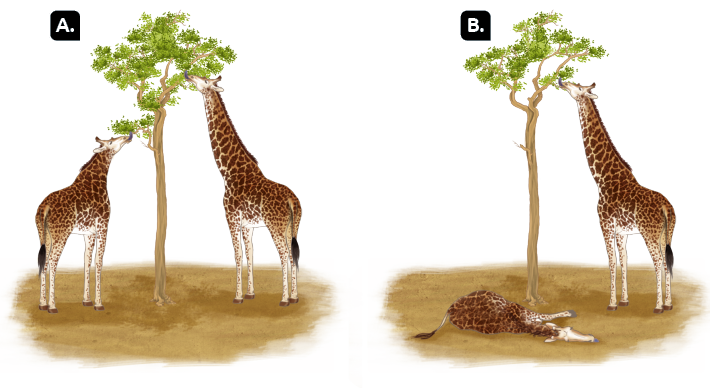 Ilustrações em sequência de duas situações com girafas comendo folhas em uma árvore. À esquerda, situação A, uma girafa com pescoço curto se alimentando das folhas dos galhos mais baixos e uma girafa com pescoço comprido se alimentando das folhas de galhos mais altos. Situação B, os galhos mais baixos estão sem folhas e a girafa de pescoço curto está caída no chão, enquanto a girafa com pescoço comprido continua se alimentando das folhas de galhos mais altos.
