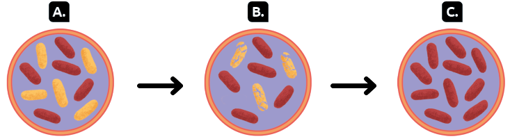 Ilustração em sequência. À esquerda, indicativo A, estruturas cilíndricas com as extremidades arredondadas de cores vermelha e amarela; seta para direita, indicativo B, as estruturas cilíndricas de cor amarela, estão fragmentadas; seta para direita, indicativo C, não existem mais estruturas cilíndricas de cor amarela, apenas as de cor vermelha.