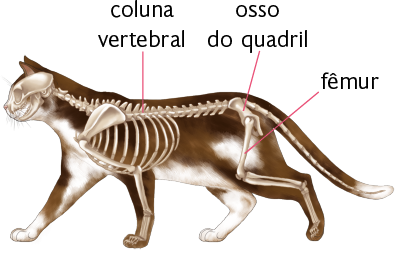 Ilustração de um gato visto de lado e parte de seu esqueleto. Na região dorsal, a coluna vertebral, na parte posterior o osso do quadril e abaixo, na perna, o osso do fêmur.