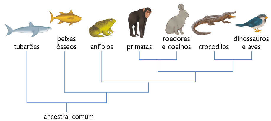 Esquema com textos e ilustrações. Partindo do texto 'ancestral comum', uma linha que bifurca para cima, na linha à esquerda, um tubarão, a linha da direita bifurca em uma linha à esquerda, peixes ósseos e a linha da direita que bifurca novamente, formando uma linha à esquerda, anfíbios e a linha da direita que bifurca, formando à esquerda: uma bifurcação com uma linha que vai a primatas e outra linha que vai a roedores e coelhos; à direita, uma bifurcação com uma linha que vai a crocodilos e outra linha que vai a dinossauros e aves.