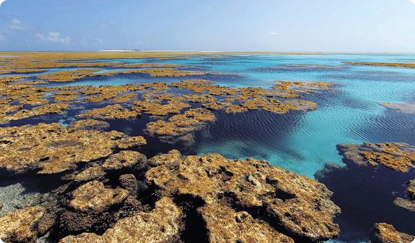 Fotografia da superfície do mar com água cristalina e corais de coloração amarronzada.