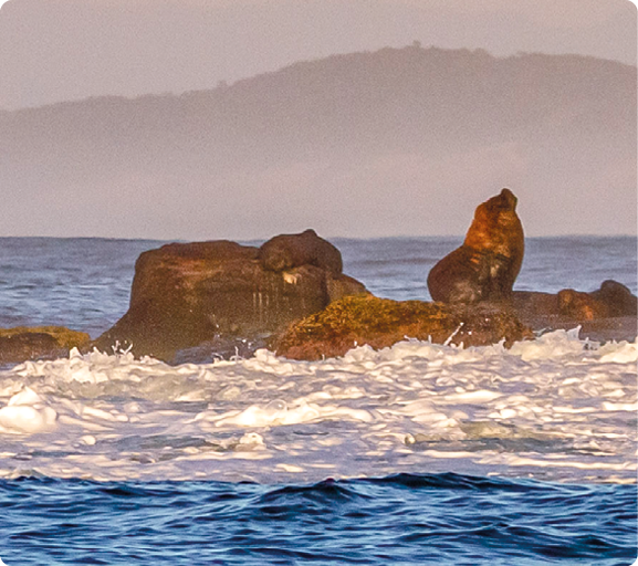 Fotografia de rochas em meio ao mar, e sobre elas, dois leões-marinhos, animais com formato arredondado e focinho fino.