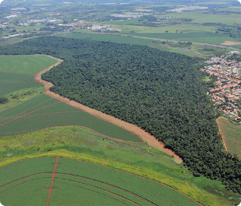 Fotografia aérea de um trecho de vegetação densa. Ao lado esquerdo há uma plantação, e ao lado direito, construções e plantações.