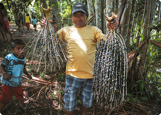 Fotografia de um homem, usando camiseta, shorts, boné e óculos, segurando em cada mão um cacho com açaís, fruto pequeno, redondo e escuro; no entorno há vegetação e pessoas.