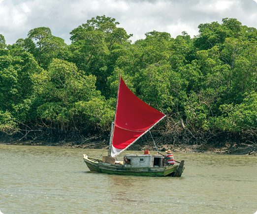 Fotografia de um pequeno barco navegando, com uma vela içada e uma pessoa conduzindo. Ele está próximo à margem do corpo de água, onde há diversas árvores.