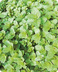 Fotografia de pés de hortelã. Eles têm pequenas folhas verdes com bordas irregulares.