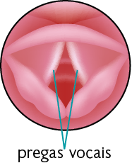 Ilustração de uma estrutura com formato aproximado de um triângulo invertido. Na parte interna há uma cavidade com duas dobras verticais nas bordas, as pregas vocais.