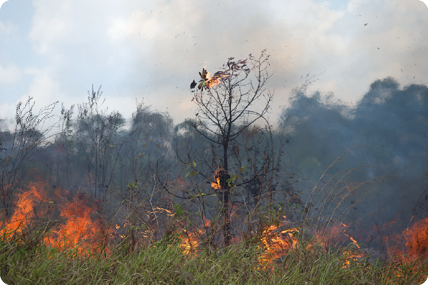 Fotografia de parte de um ambiente com vegetação e árvores em chamas. Acima delas há uma fumaça escura.