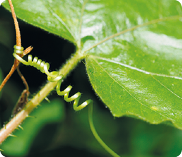 Fotografia de uma folha verde com uma gavinha na lateral, um filamento verde enrolado na forma de uma espiral.