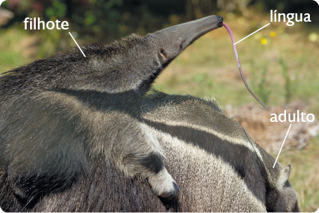 Fotografia de um tamanduá adulto e um filhote. É um animal com pelos longos e escuros, com uma listra preta com bordas brancas partindo da cabeça. Ele também tem focinho longo e língua fina e comprida. O filhote está com a língua para fora sobre as costas do adulto.