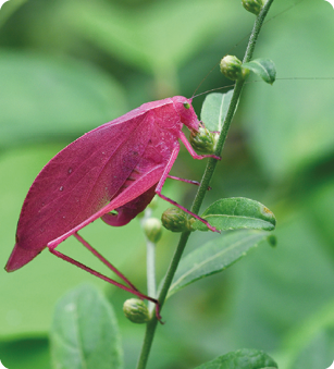 Fotografia de um gafanhoto, animal com as asas em formato de folha e as pernas longas e finas, com coloração cor-de-rosa, sobre um galho com folhas verdes.