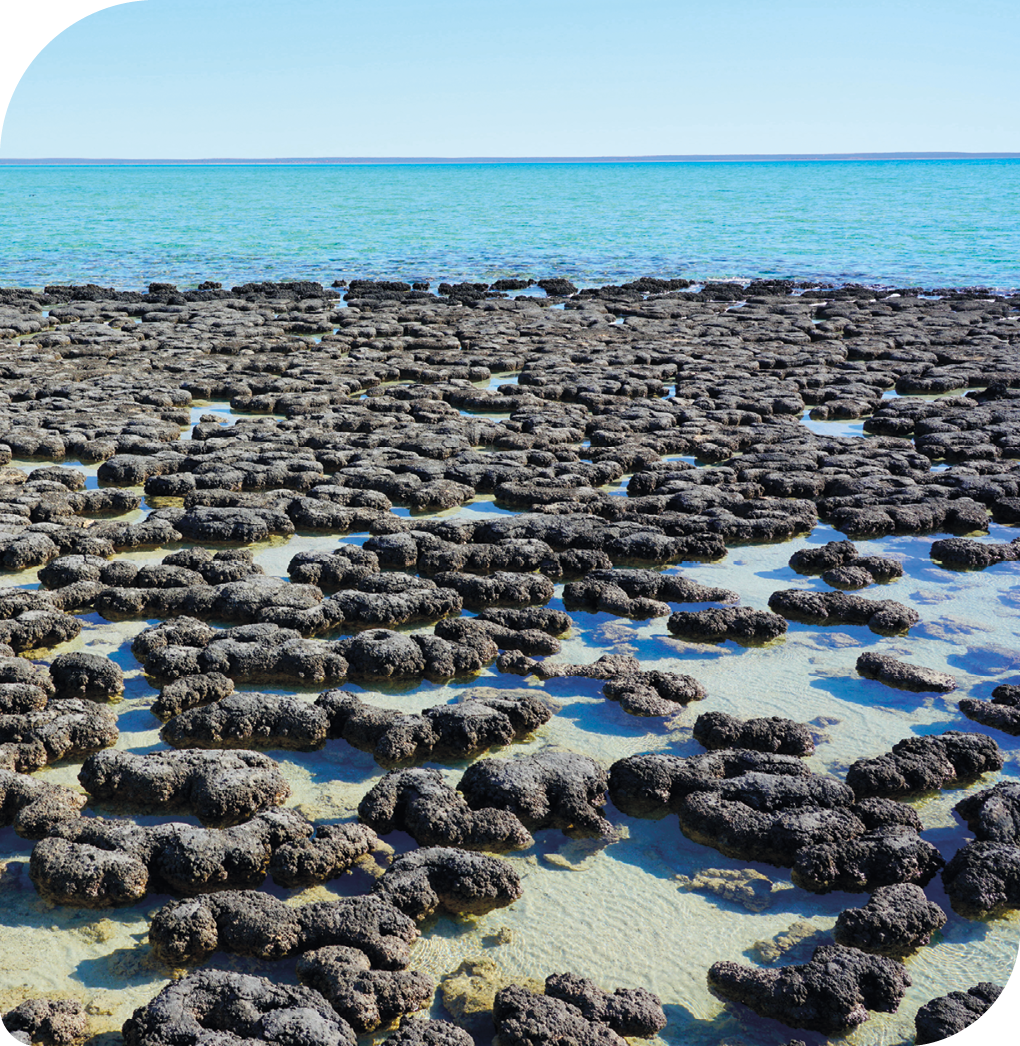 Fotografia de uma praia, à frente muitos estromatólitos, estruturas com aspecto de rocha, de coloração escura, com uma parte dentro da água e outra para fora; ao fundo, o mar.