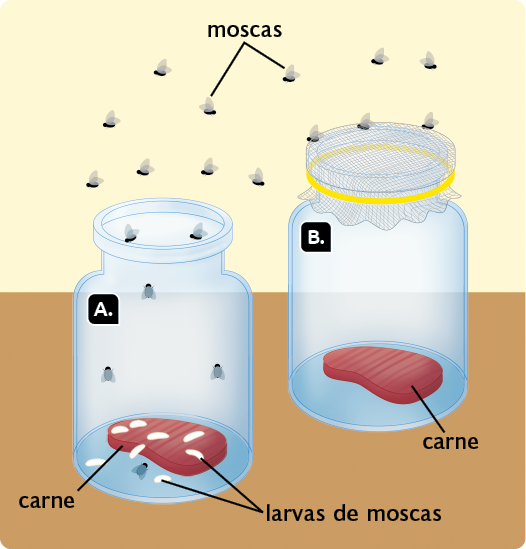 Esquema com ilustrações de um experimento com moscas. Na parte superior, várias moscas estão voando sobre dois frascos. Marcado com a letra A, um frasco transparente contém um pedaço de carne no fundo, sobre o qual há várias larvas de moscas. Também há algumas moscas no interior do frasco. Marcado com a letra B, um frasco transparente está tampado com pedaço de tecido e um elástico. No interior do frasco, há um pedaço de carne no fundo, porém não há moscas nem larvas presentes.