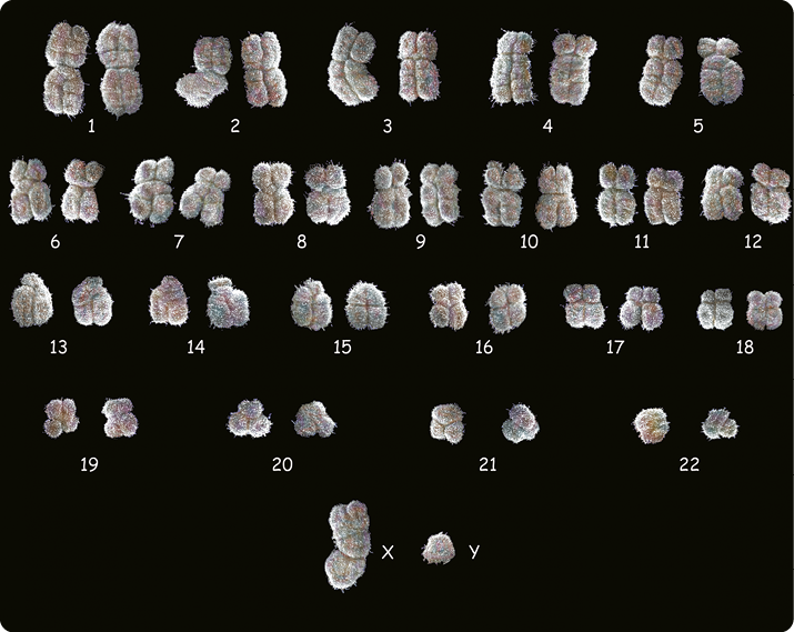 Fotografia. Existem 22 pares de cromossomos numerados de 1 a 22, além dos cromossomos sexuais X e Y, totalizando 46 cromossomos. Eles estão pareados e organizados em ordem decrescente de tamanho, dispostos em 5 linhas. Os cromossomos maiores têm formato aproximadamente retangular e os menores têm formato aproximadamente arredondado. Em alguns deles é possível observar sulcos em sua superfície, que os marcam em 4 partes. O cromossomo X é bem maior em relação ao cromossomo Y.