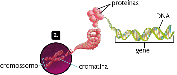 Ilustração. Em destaque, marcado com o número 2, um cromossomo, uma estrutura com braços em formato de 'X'. Ele é composto por filamentos, indicados como cromatina. De um dos braços, os filamentos se desenrolam em uma espiral de esferas denominadas proteínas, as quais estão enroladas por um filamento verde que é formado por duas fitas verdes entrelaçadas. As fitas verdes formam uma estrutura em forma de escada retorcida, com formas retangulares finas de duas cores que estão conectadas nas duas fitas. As fitas verdes estão indicadas como D N A e uma sequência delas é denominada gene.