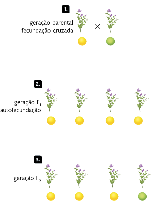 Ilustração. Marcada com o número 1, a geração parental. À esquerda, há uma planta com caule alto e flores roxas. Abaixo dela, encontra-se uma semente amarela com textura lisa. À direita, há uma planta com caule alto e flores roxas. Abaixo dela, encontra-se uma semente com textura lisa. Há um 'X' entre as plantas e ao lado delas está escrito: fecundação cruzada. Marcada com o número 2, a geração F1. Há quatro plantas lado a lado, todas com caule alto e flores roxas. Abaixo de cada uma delas, encontram-se sementes amarelas com textura lisa. Ao lado das plantas está escrito: autofecundação. Marcada com o número 3, a geração F2. Há quatro plantas lado a lado, todas com caule alto e flores roxas. Abaixo de três delas, encontram-se sementes amarelas com textura lisa, e abaixo de uma delas encontra-se uma semente verde com textura lisa.