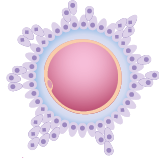Ilustração de um ovócito, uma estrutura esférica com duas camadas e, em sua superfície, formas ovais com uma bolinha dentro.