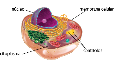 Ilustração de recorte de uma célula. Na parte exterior, uma camada que reveste toda a estrutura, a membrana celular. No interior, o citoplasma, com o recorte de uma estrutura esférica e uma pequena esfera no centro, o núcleo. Ao redor dele há estruturas amarelas de formato alongado e curvo com pequenas bolinhas; estruturas verdes com formato de discos achatados; estruturas rosadas com formato ovalado e comprido; estruturas com formato de filamentos curvos; duas estruturas com formato de pequenos tubos com linhas laterais; e uma pequena esfera azul-esverdeada.