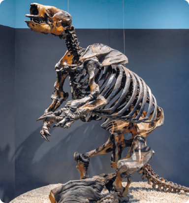 Fotografia de esqueleto de animal quadrúpede de grande porte, cauda e garras longas, em pé sobre as duas patas traseiras e preso a fios.