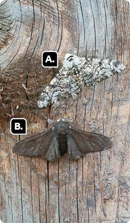 Fotografia de duas mariposas, a mariposa A, com coloração clara e manchas escuras, e a mariposa B, com coloração escura. Estão pousadas com as asas abertas sobre uma superfície de madeira.