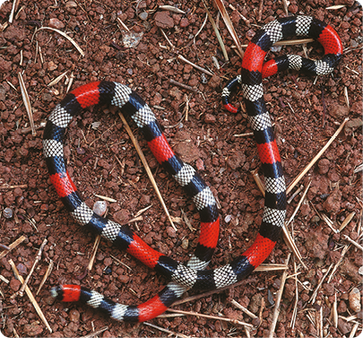 Fotografia de uma cobra sobre superfície de terra. Seu corpo tem um padrão de sequência de listras coloridas que se repetem com as seguintes cores: vermelha, preta, branca, preta, branca, preta.