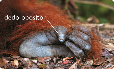 Fotografia do pé de um orangotango, os dedos são longos e estão dobrados, com destaque para o polegar, dedo opositor, que não fica paralelo aos demais dedos, mas sim na lateral do pé.