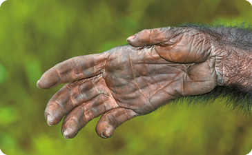 Fotografia da mão de um chimpanzé. Ela tem coloração escura, está com a palma voltada para frente, e é semelhante à mão humana, com quatro dedos longos e na lateral o polegar menor.