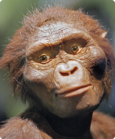 Fotografia de uma representação do ombro para cima de um Australopithecus, com cabelo curto e marrom, pele escura, os ossos em torno dos olhos e das bochechas proeminentes, olhos castanhos, nariz pequeno e lábios finos, pelos sobre o corpo.