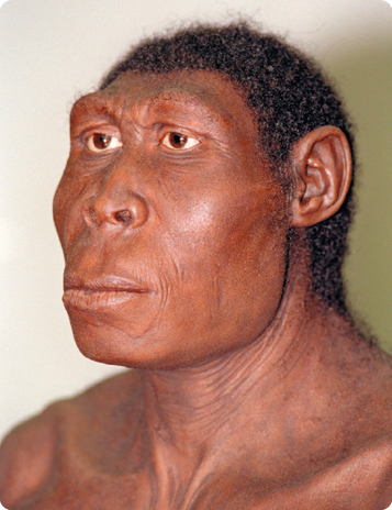 Fotografia de uma representação do ombro para cima de um Homo erectus, com cabelo curto e preto, pele escura, os ossos do entorno dos olhos e maxilar proeminentes, olhos castanhos, nariz maior e lábios mais grossos.