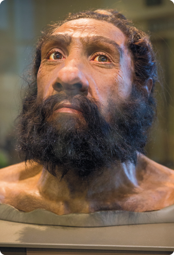 Fotografia de uma representação do ombro para cima de um Homo neanderthalensis, com cabelo e barba pretos e compridos, pele clara, olhos castanhos, nariz grande e lábios mais grossos.