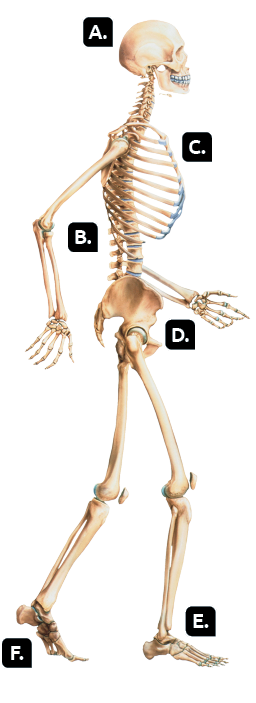 Ilustração do perfil de um esqueleto humano, na parte superior, indicativo A, o crânio, abaixo, indicativo B, na região da coluna vertebral, à frente, indicativo C, região torácica, na parte inferior, indicativo D, região pélvica, e nos membros inferiores, indicativo E, os dedos dos pés e indicativo F, a sola do pé.