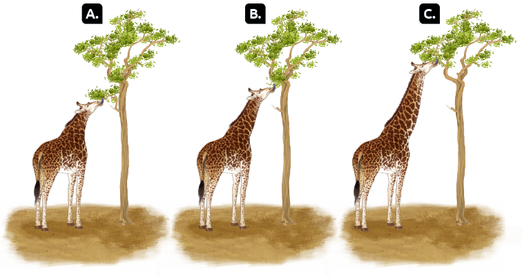 Ilustrações em sequência de três girafas comendo folhas em uma árvore. Na ilustração com a letra A, uma girafa com pescoço curto, se alimentando das folhas dos galhos mais baixos. Na ilustração B, uma girafa com pescoço médio, se alimentando das folhas dos galhos do meio da árvore. Na ilustração C, uma girafa com pescoço comprido, se alimentando das folhas de galhos mais altos.