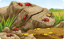 Ilustração de besouros amarelos e avermelhados em mesma quantidade em um ambiente. Há vários besouros amarelos na parte de baixo de uma rocha com uma rachadura.