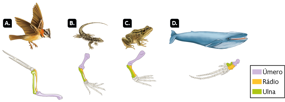 Ilustração em sequência de animais e abaixo deles o esqueleto dos membros com destaque para alguns ossos: o úmero, em roxo, o rádio, em amarelo e a ulna, em verde. À esquerda, o indicativo A, uma ave, com os ossos do rádio e ulna longos e finos e em seguida o osso do úmero; indicativo B, um lagarto, com úmero mais largo e após rádio e ulna; indicativo C, um sapo, com úmero um pouco curvado e após radio e ulna; indicativo D, uma baleia, com os ossos do úmero, rádio e ulna curtos.