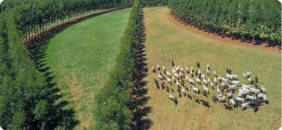 Fotografia aérea de uma área de pasto dividida ao meio por árvores, com gado na área à direita, e no entorno, vegetação.