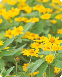 Fotografia de flores de arnica com pétalas amarelas e caule com folhas verdes.